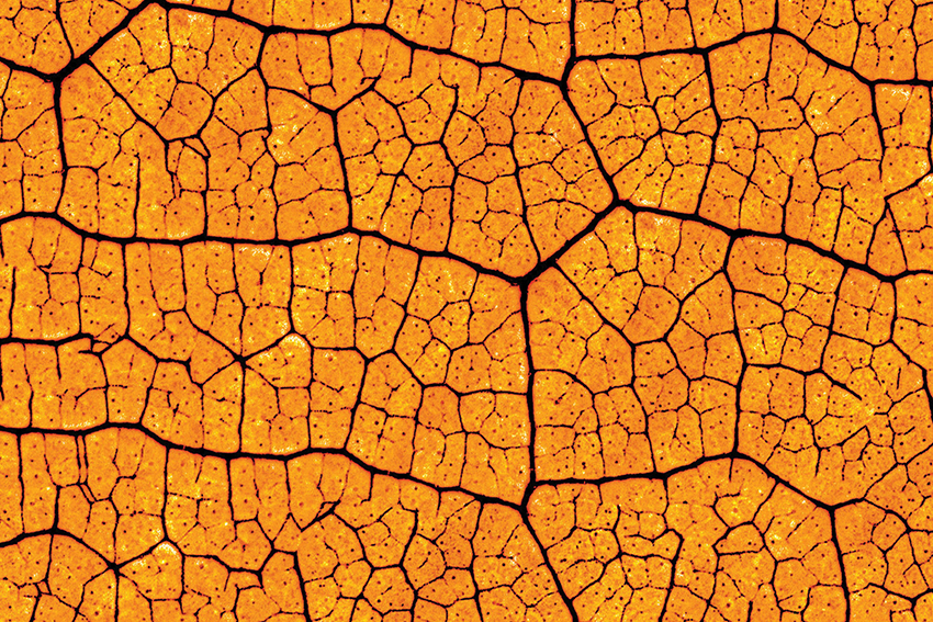 Hojas - ComboPack 2 - Image 2