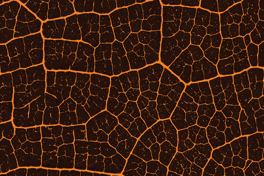 Hojas - ComboPack 2 - Image 3