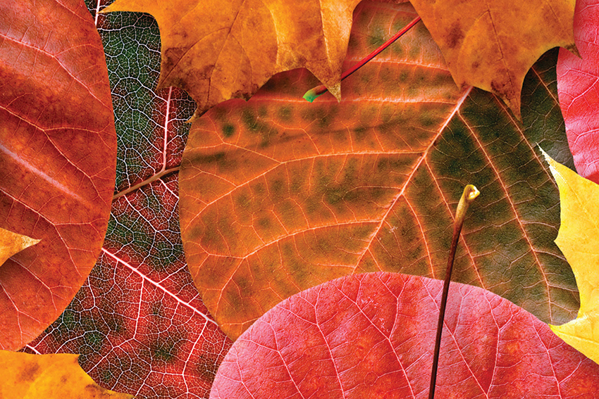 Hojas - ComboPack 3 - Image 2