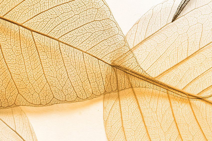 Hojas - ComboPack 3 - Image 3